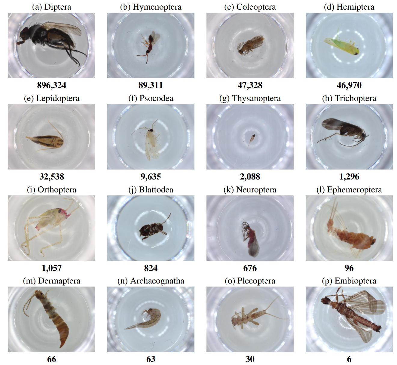 Class distribution of taxonomy group order