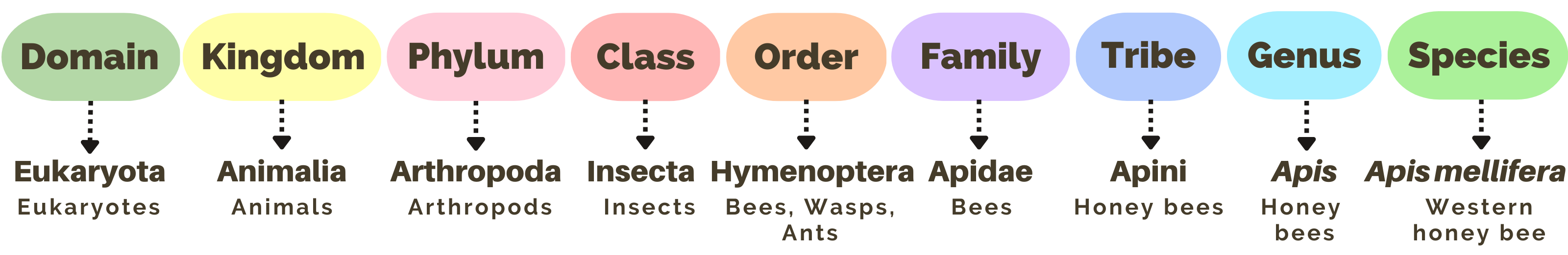 Taxonomy Classification