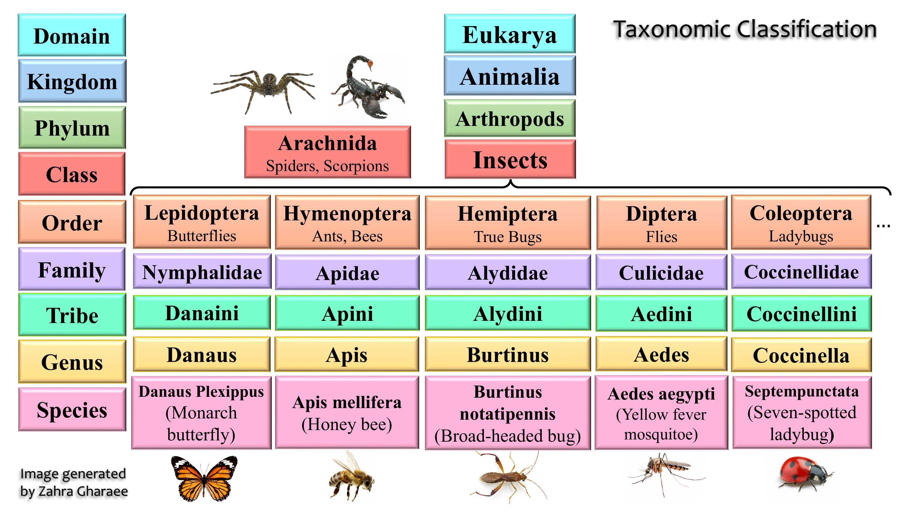 Taxonomy